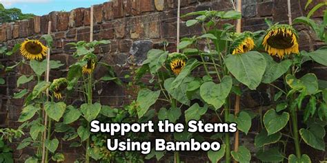 how to keep my sunflowers from falling over|How to Keep Sunflowers from Falling Over .